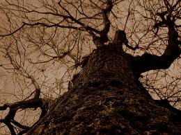 EvilTree
